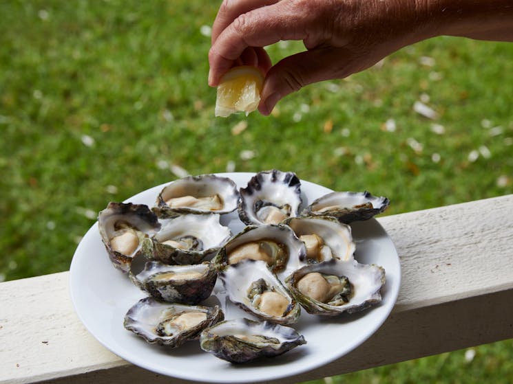 a hand squeezes lemon onto a plate of local oysters