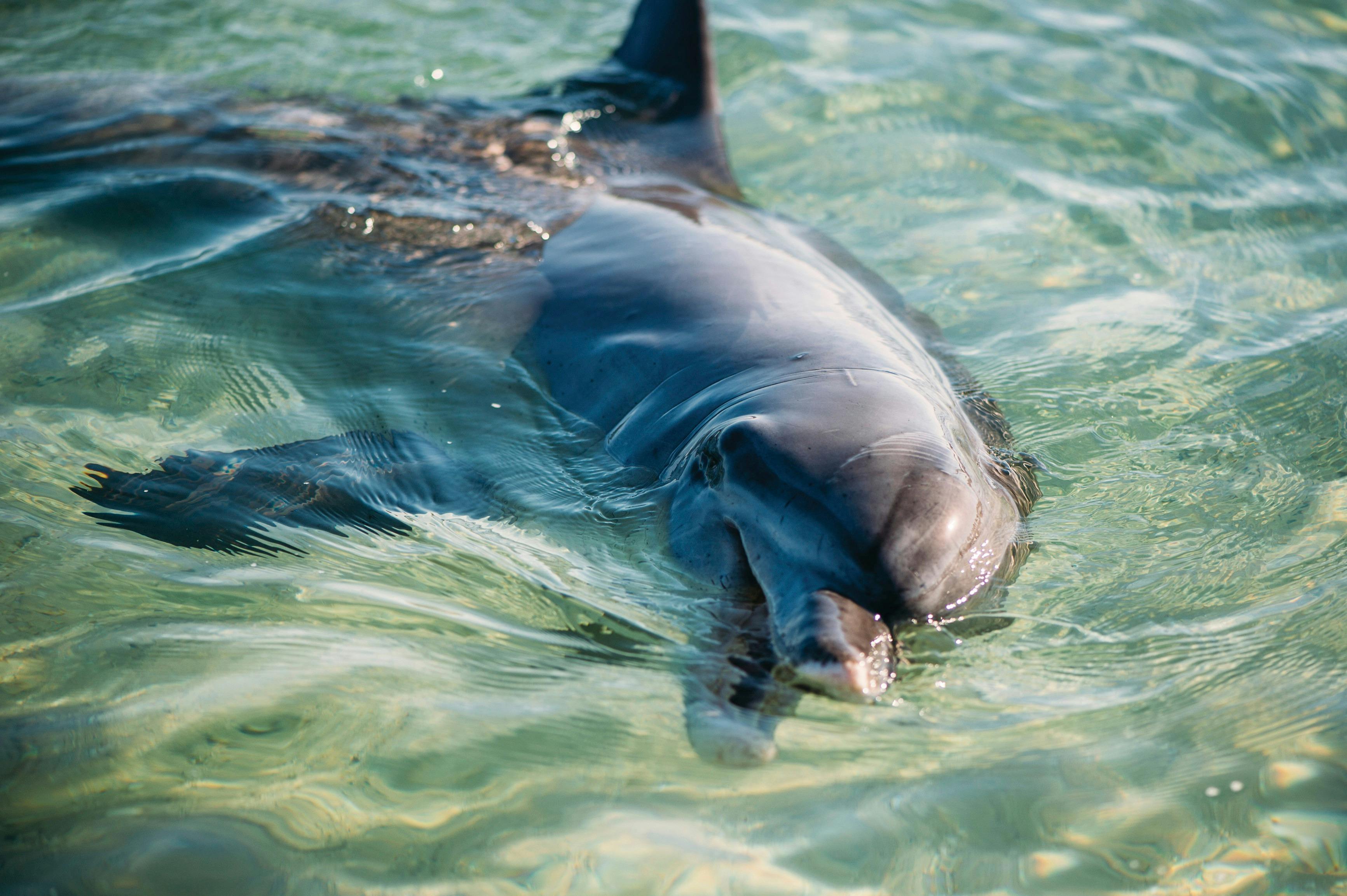 Best of Coral Coast, Monkey Mia, Western Australia
