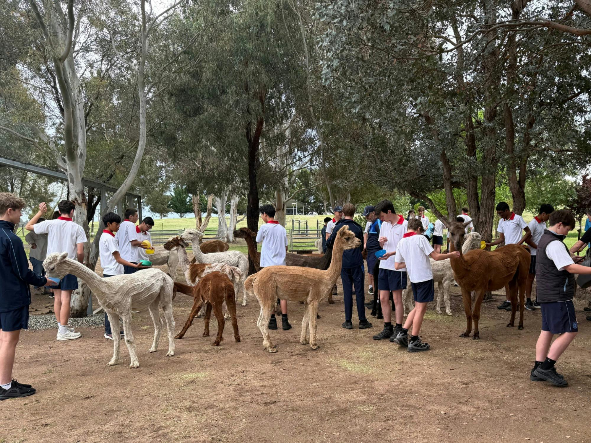 High School Students Hand Feeding our Herd