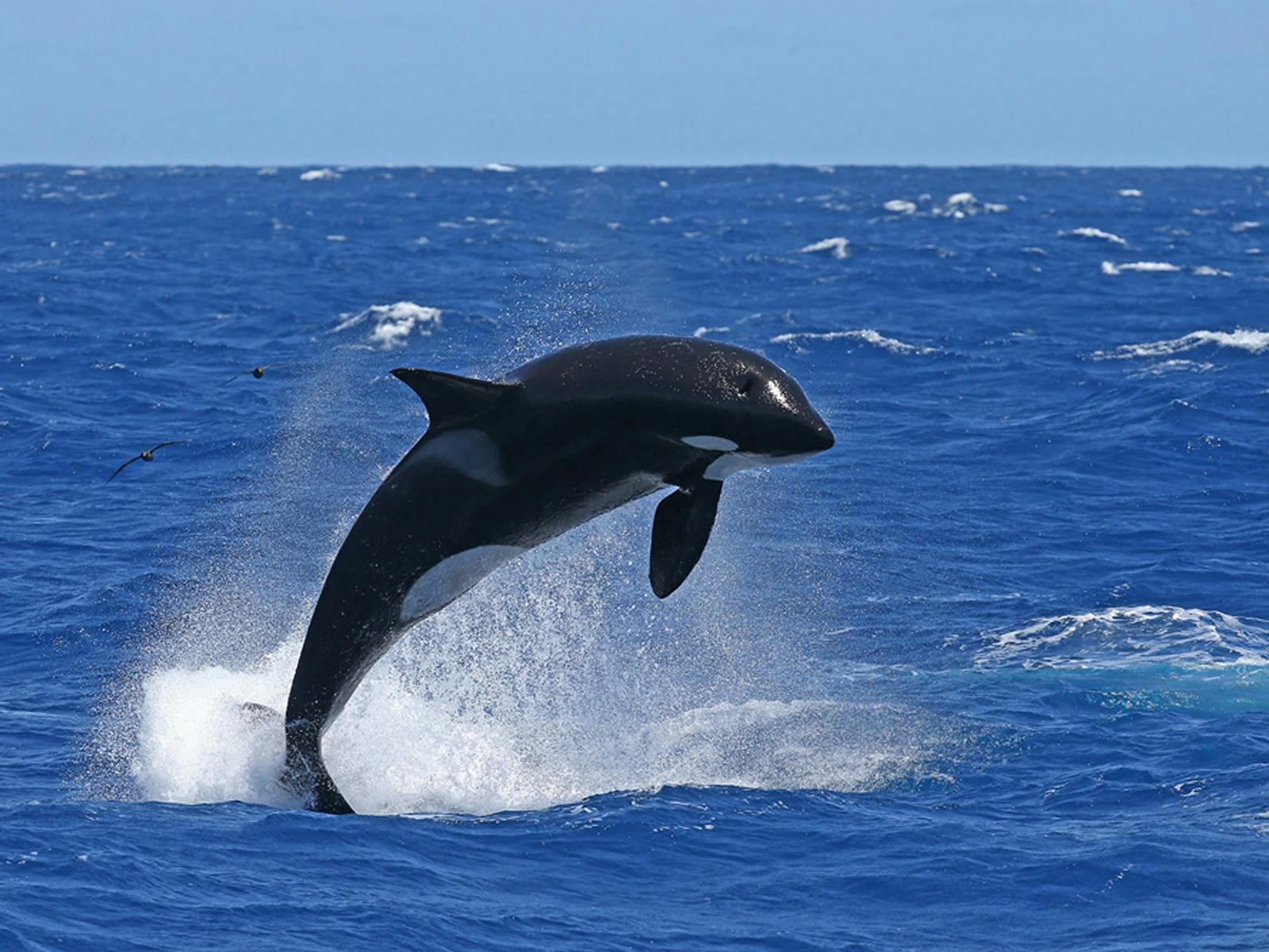 South West Odyssey Killer Whale Expedition 9 Day Tour