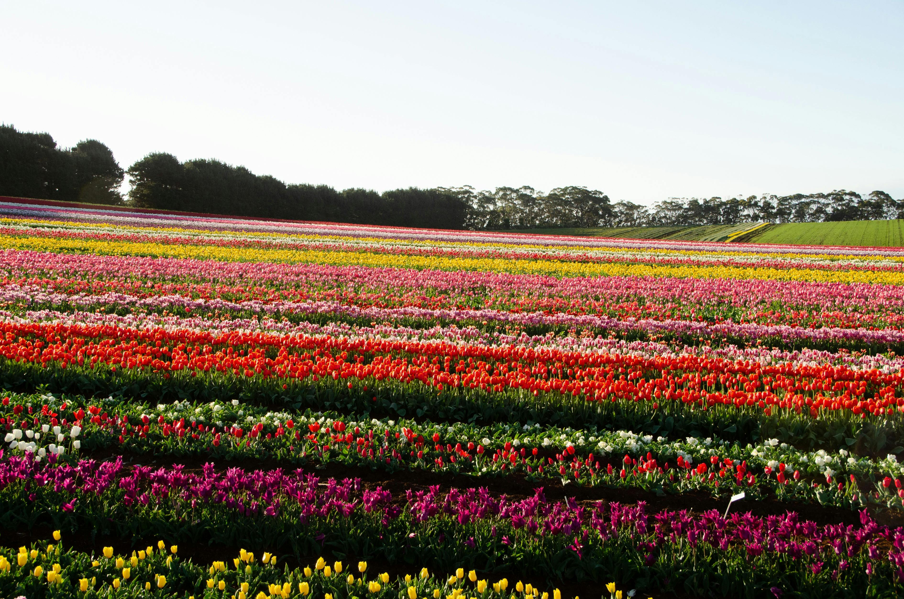 Tulips Spring Tasmania Table Cape