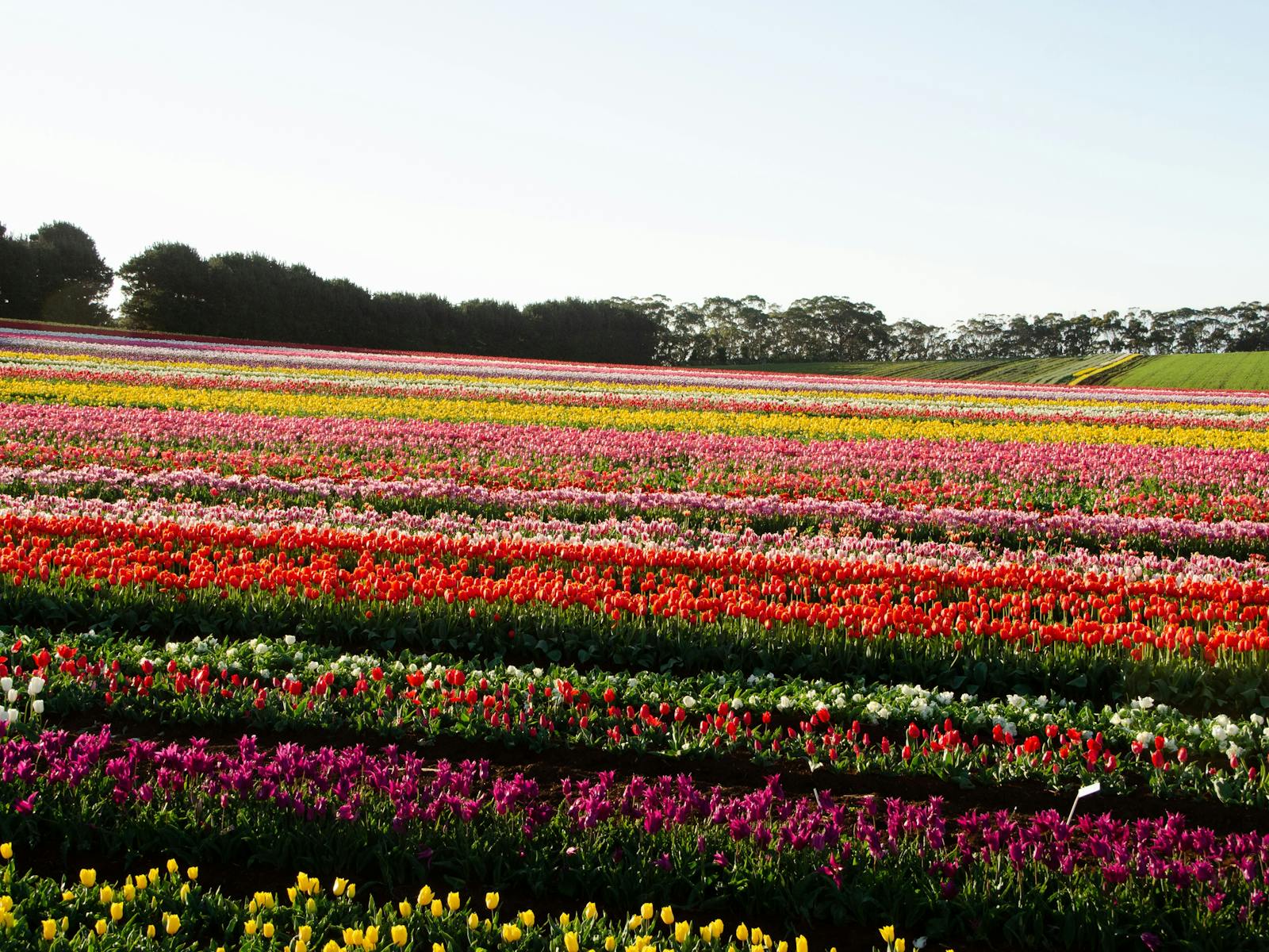 Tulips Spring Tasmania Table Cape