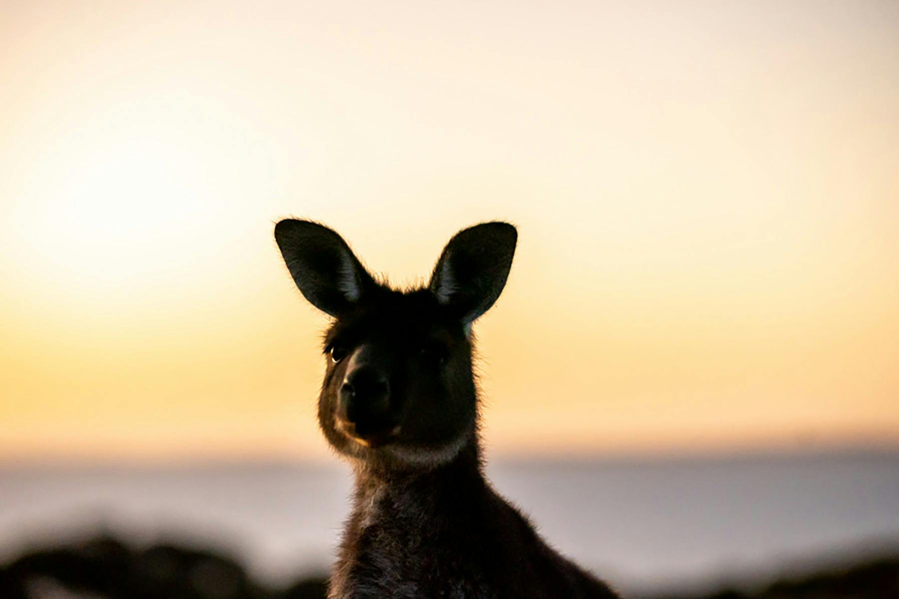 Kangaroo Island Touring Company