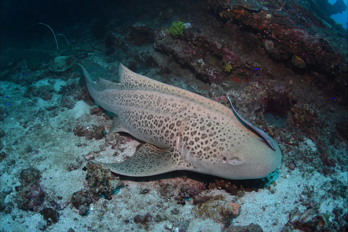 Barwon Banks Dive Site