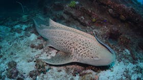 Barwon Banks Dive Site