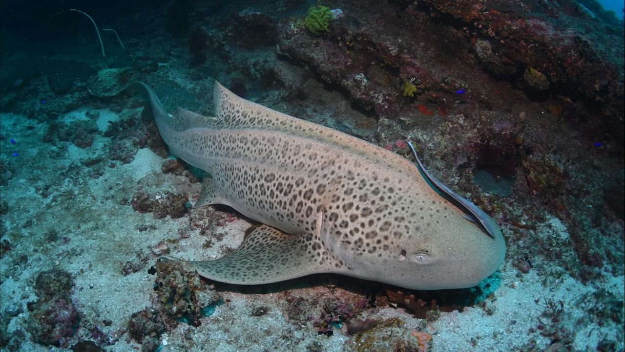 Barwon Banks Dive Site