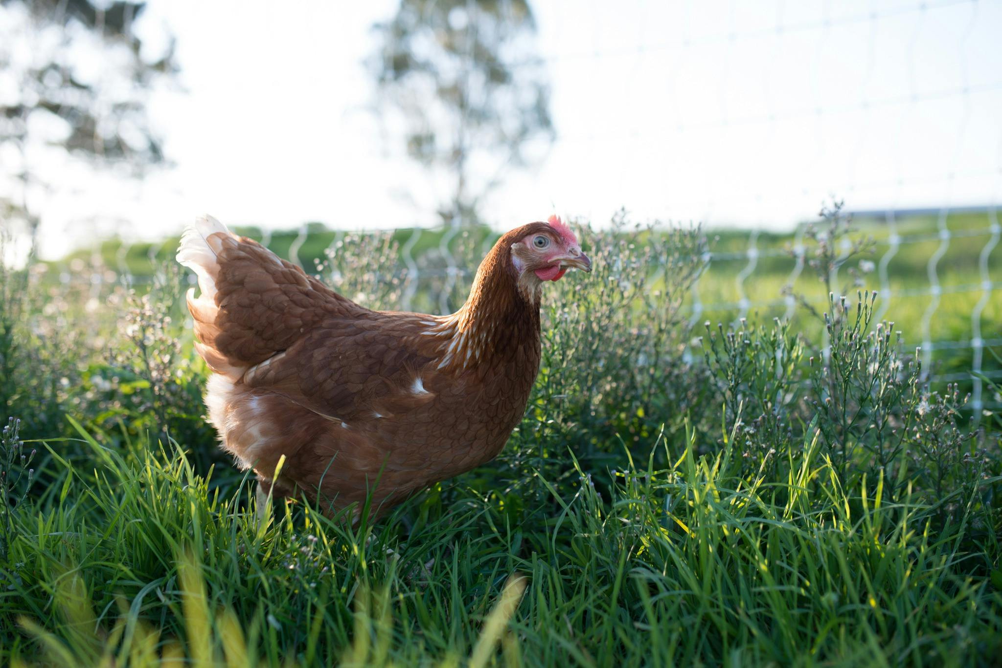 Talking Hens