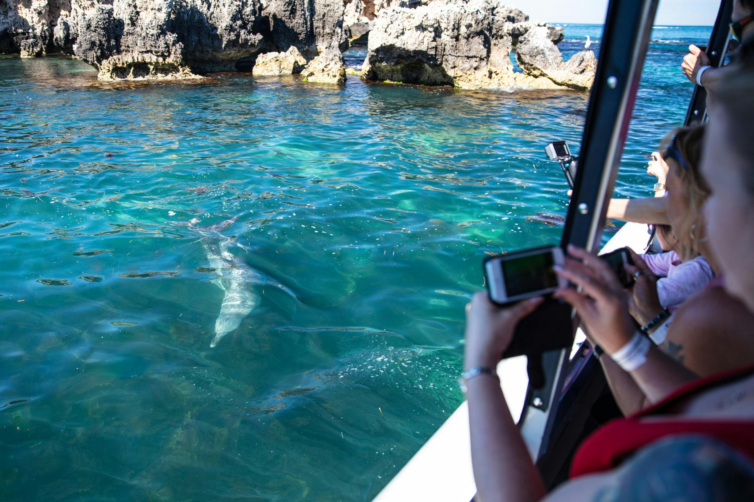 Dolphin watching on the Penguin Island Wildlife Cruise with Perth Wildlife Encounters