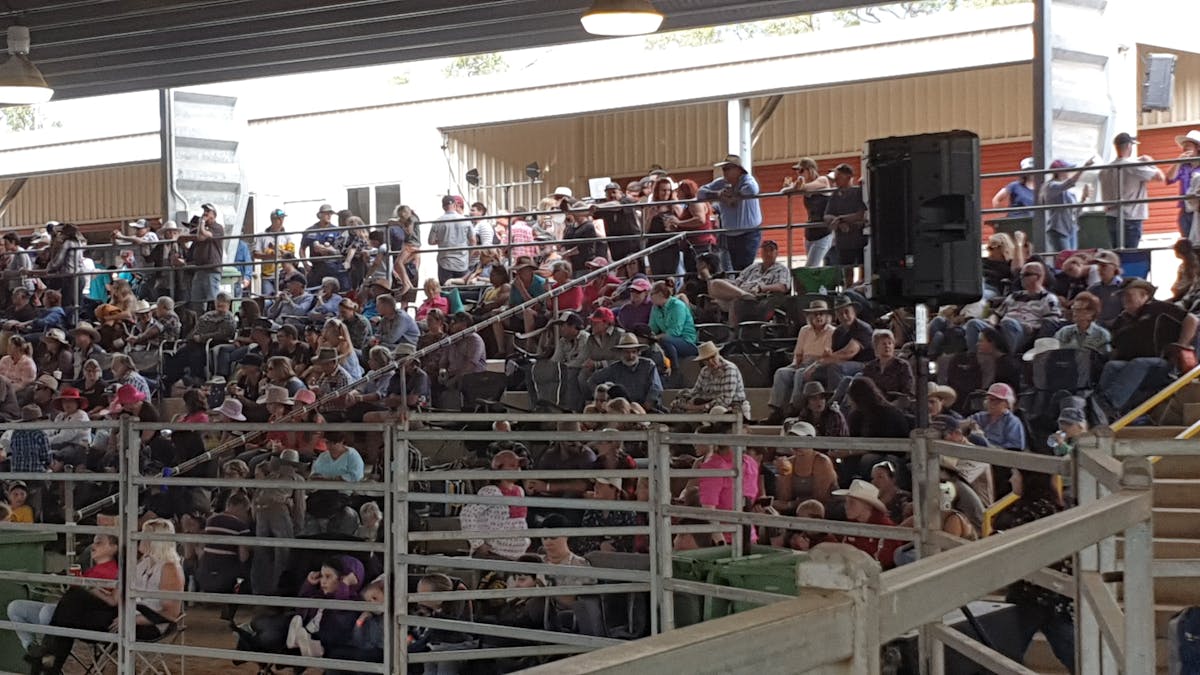 Nebo Rodeo Crowd
