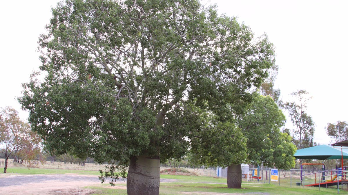 Bottletree, Toobeah