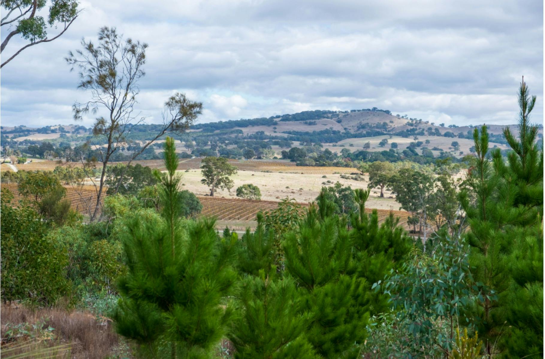 The Terroir Table with Pewsey Vale and Heggies Vineyard