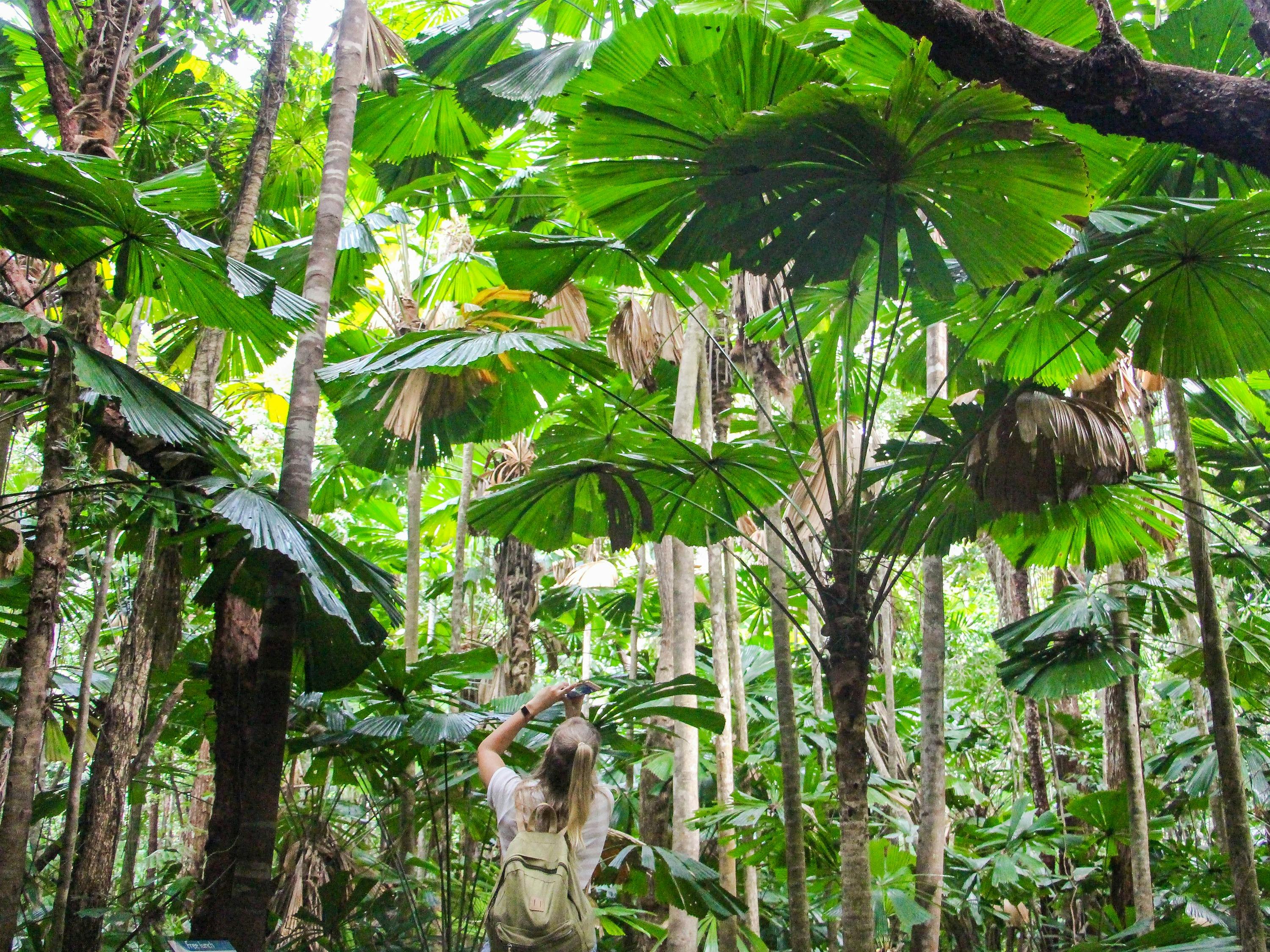 Daintree Rainforest boardwalk fan palm forest jungle tours and trekking