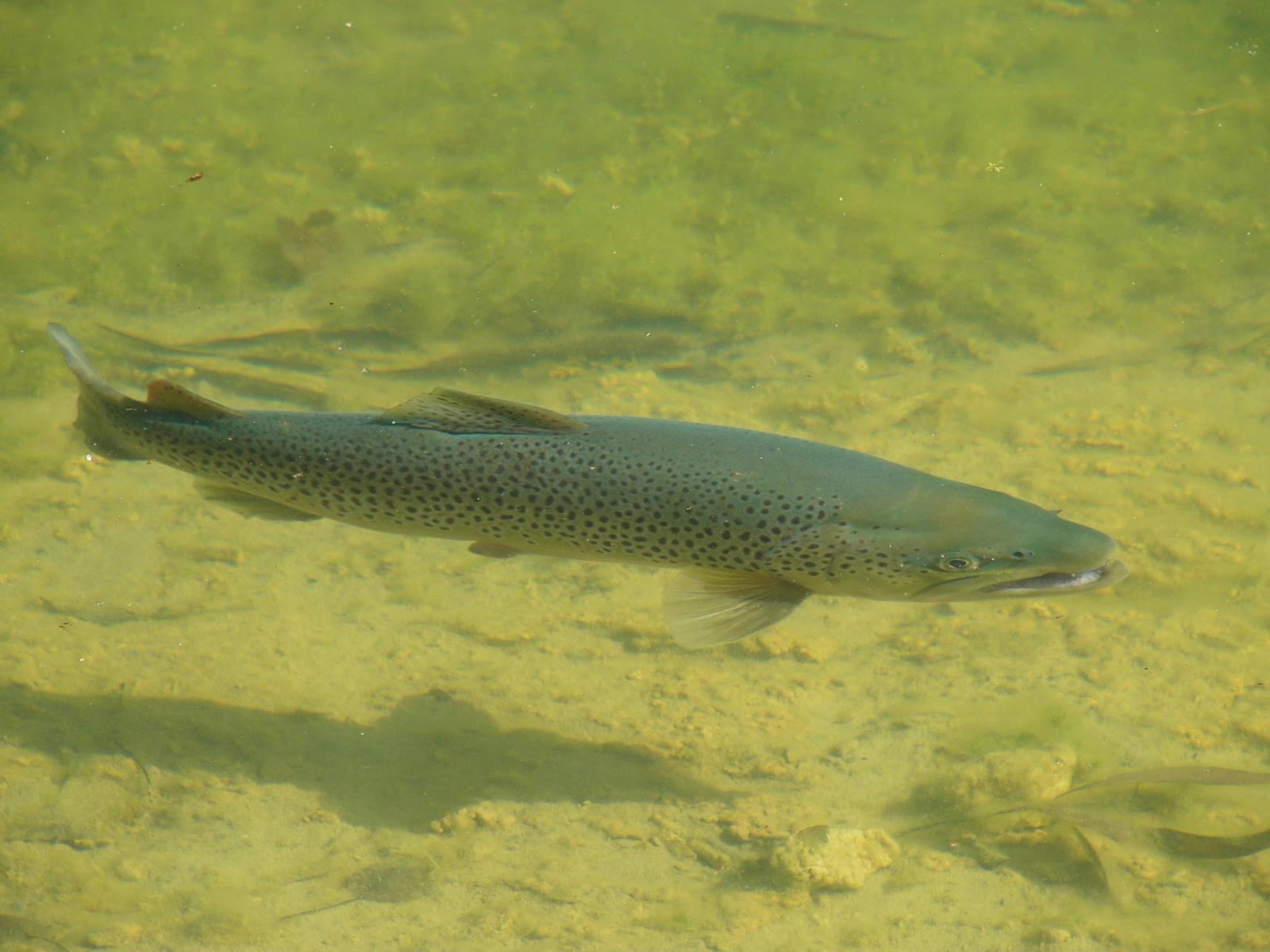Rainbow Springs Fly Fishing School