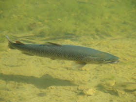 Rainbow Springs Fly Fishing School