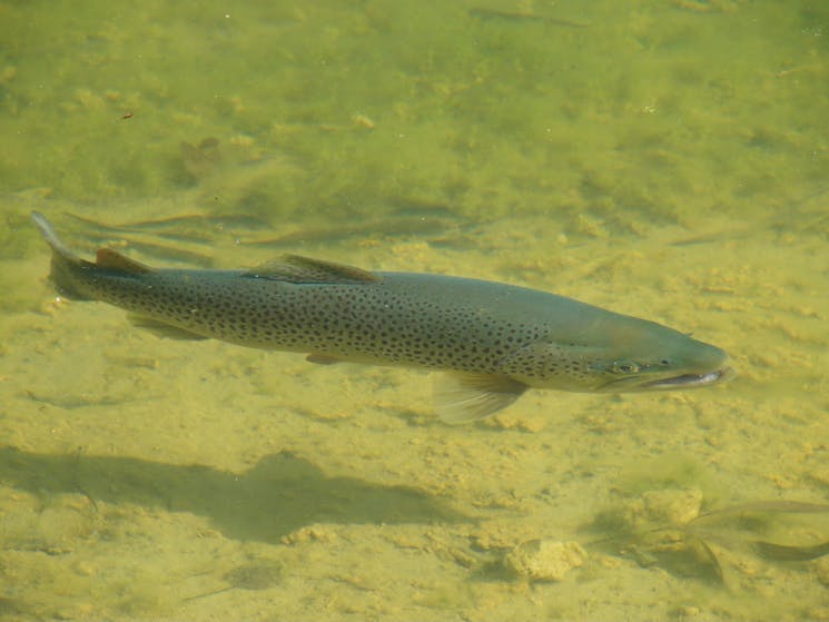 Cruising brown trout