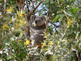 Family Koala Fair Cover Image