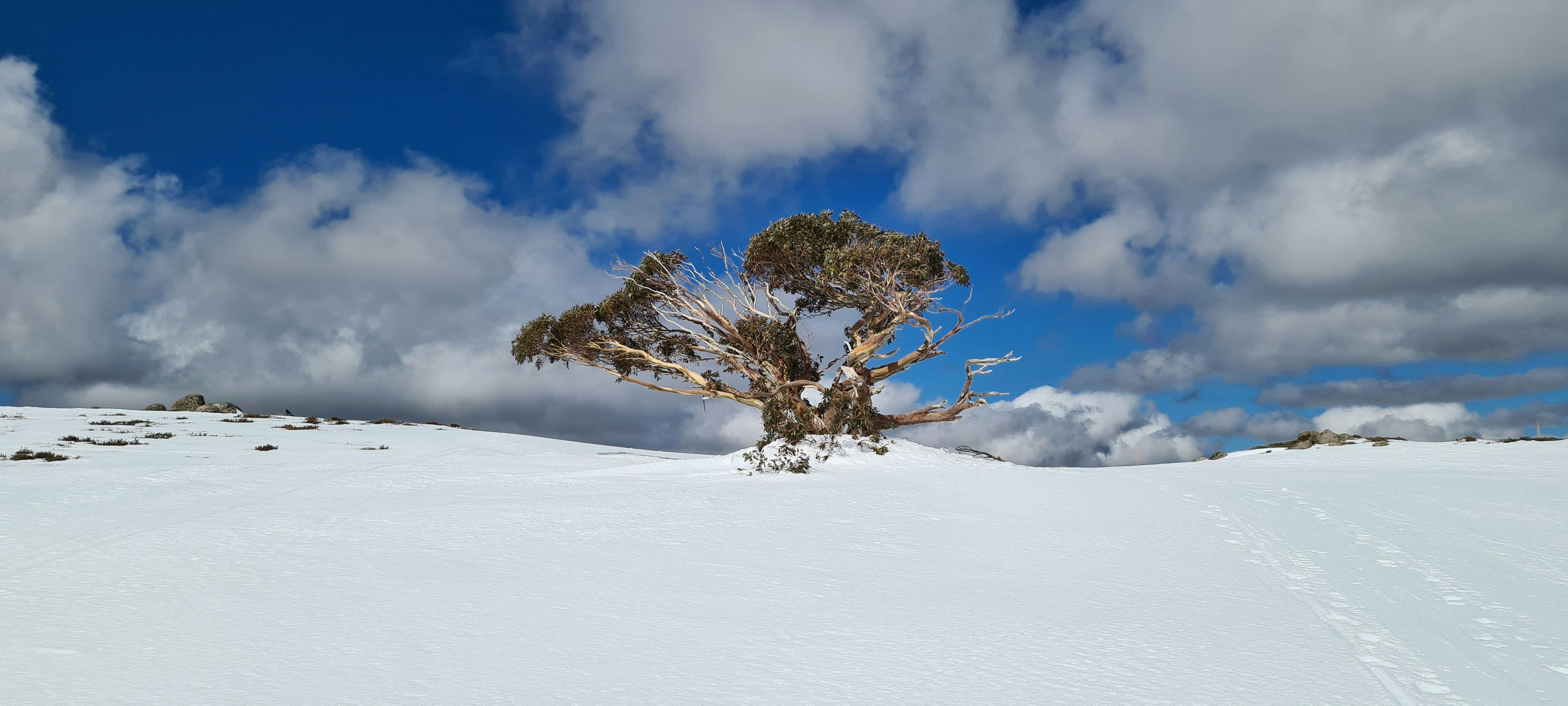 A lone Snow Gum on top of Mt Stirling surrounded by snow.
