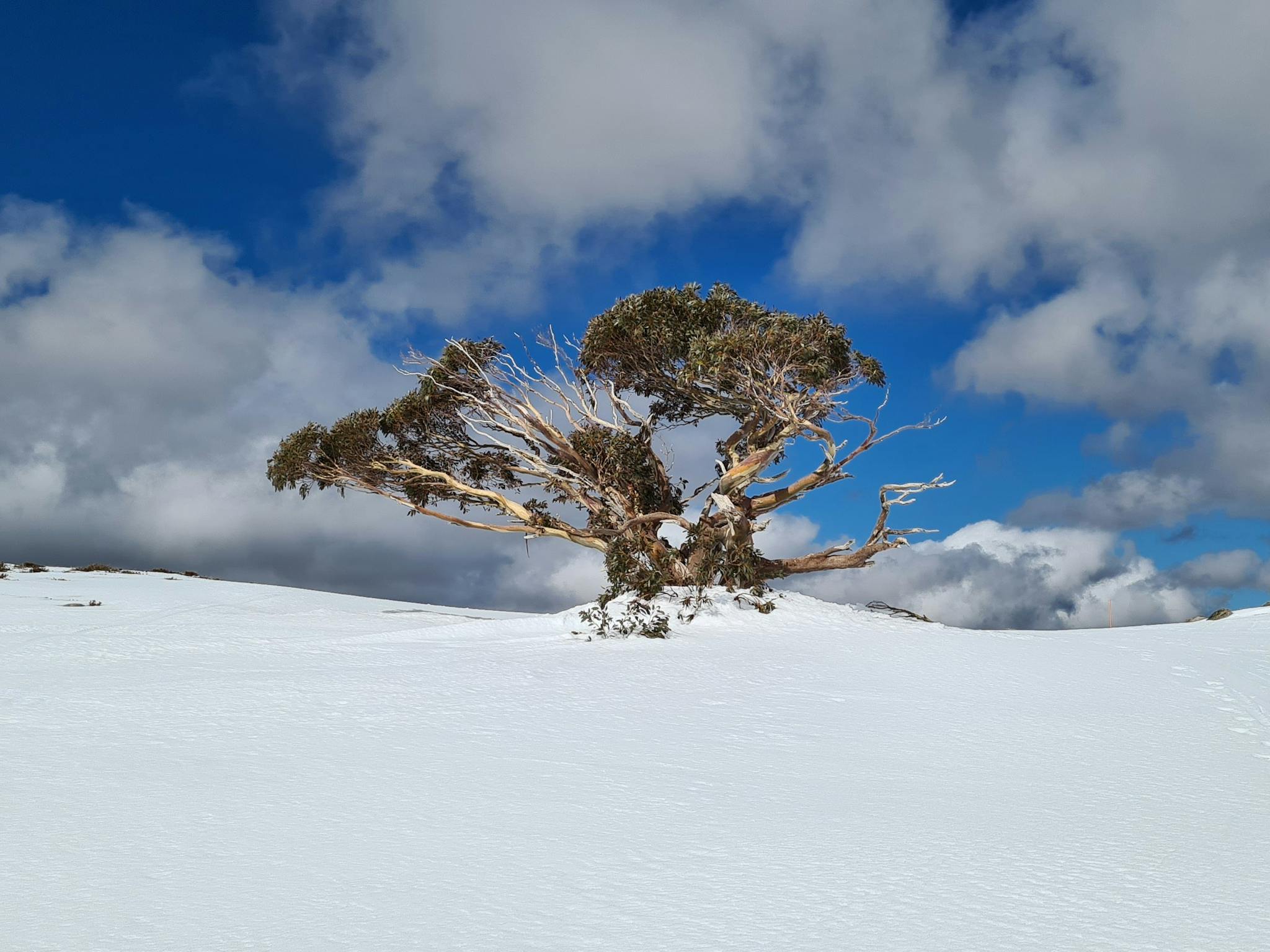 A lone Snow Gum on top of Mt Stirling surrounded by snow.