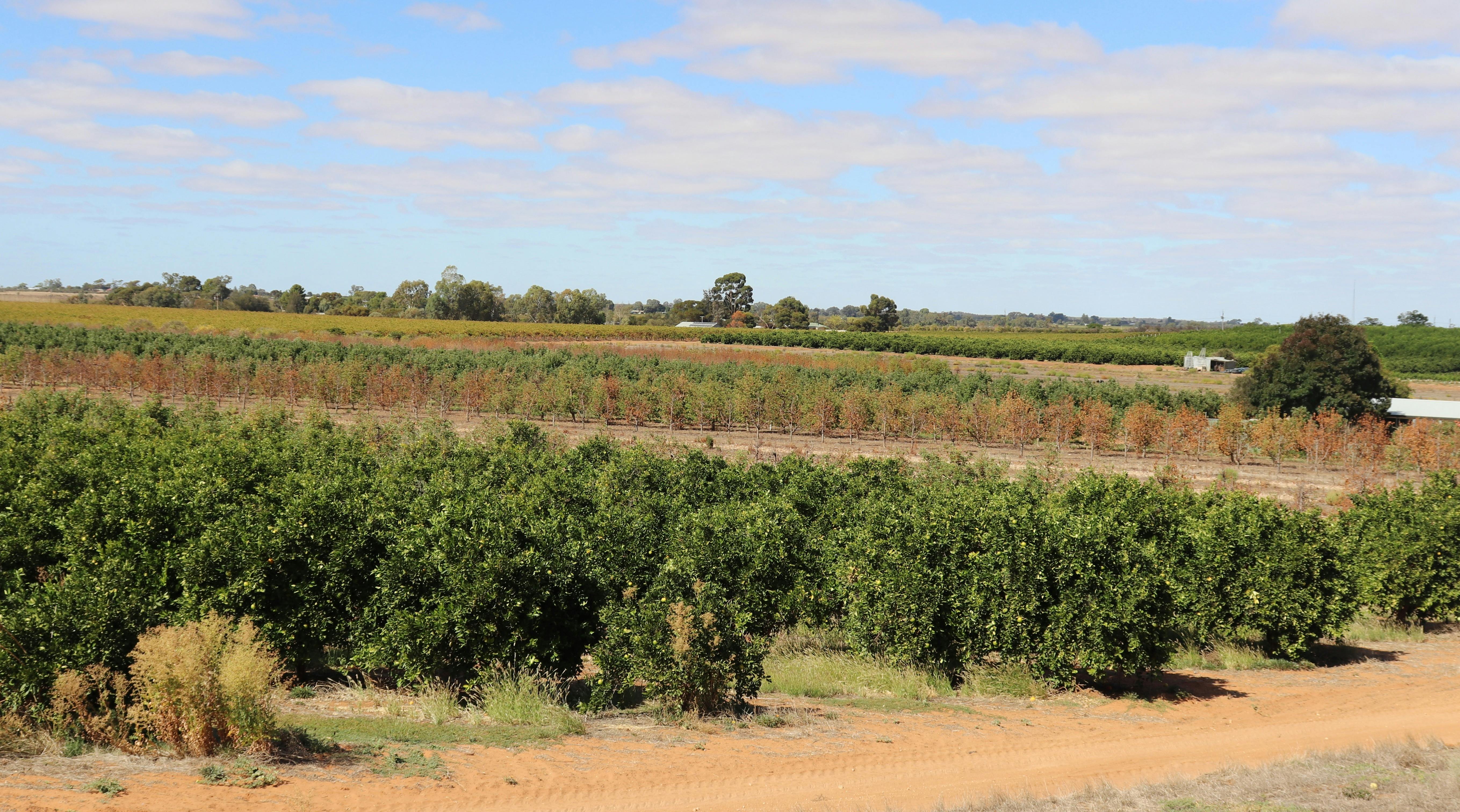 The area overlooks citrus and apple orchards and vineyards.