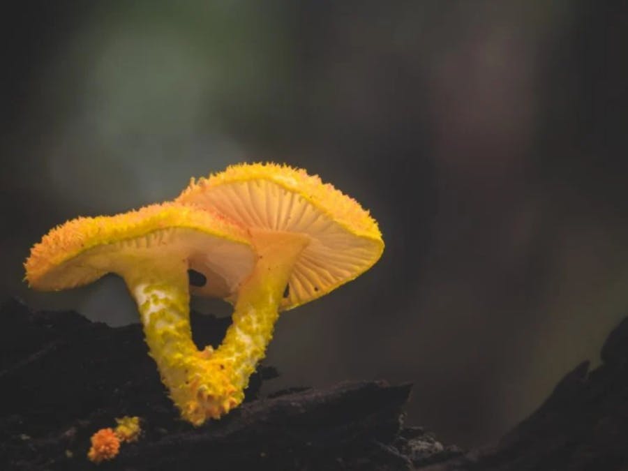 Fungi
