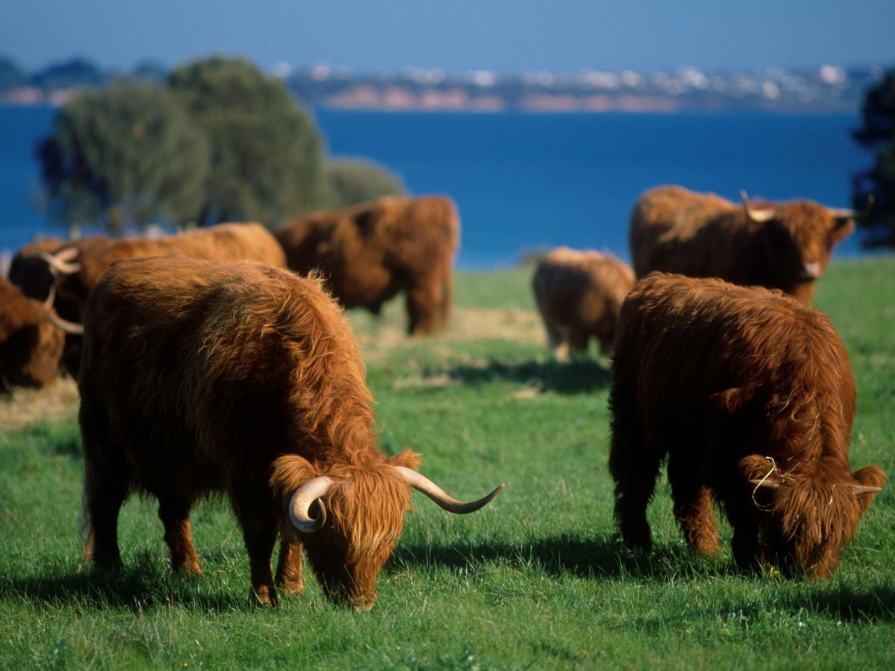 Churchill Island Heritage Farm - Highland Cattle