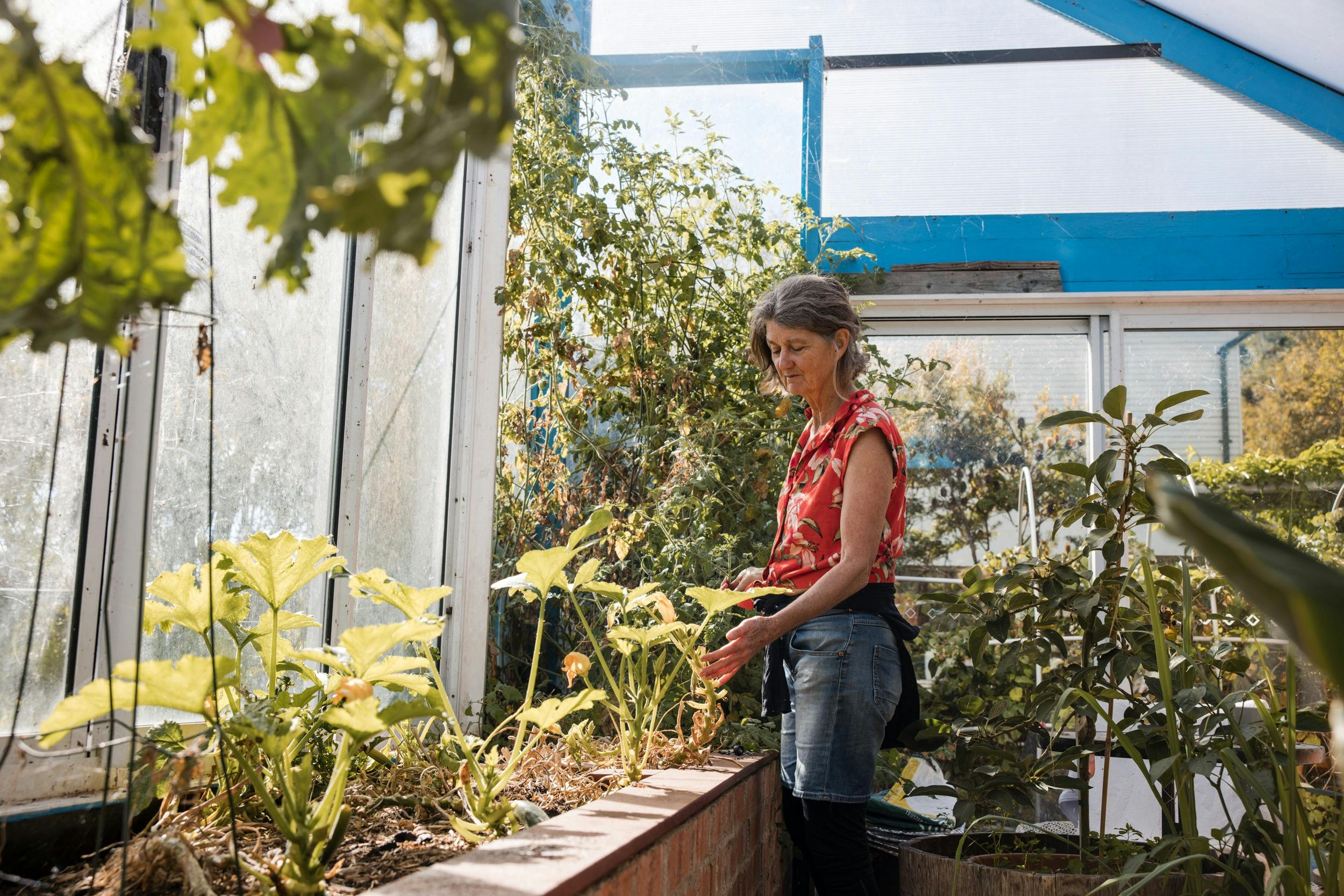 Women tends to plant in raised indoor garden