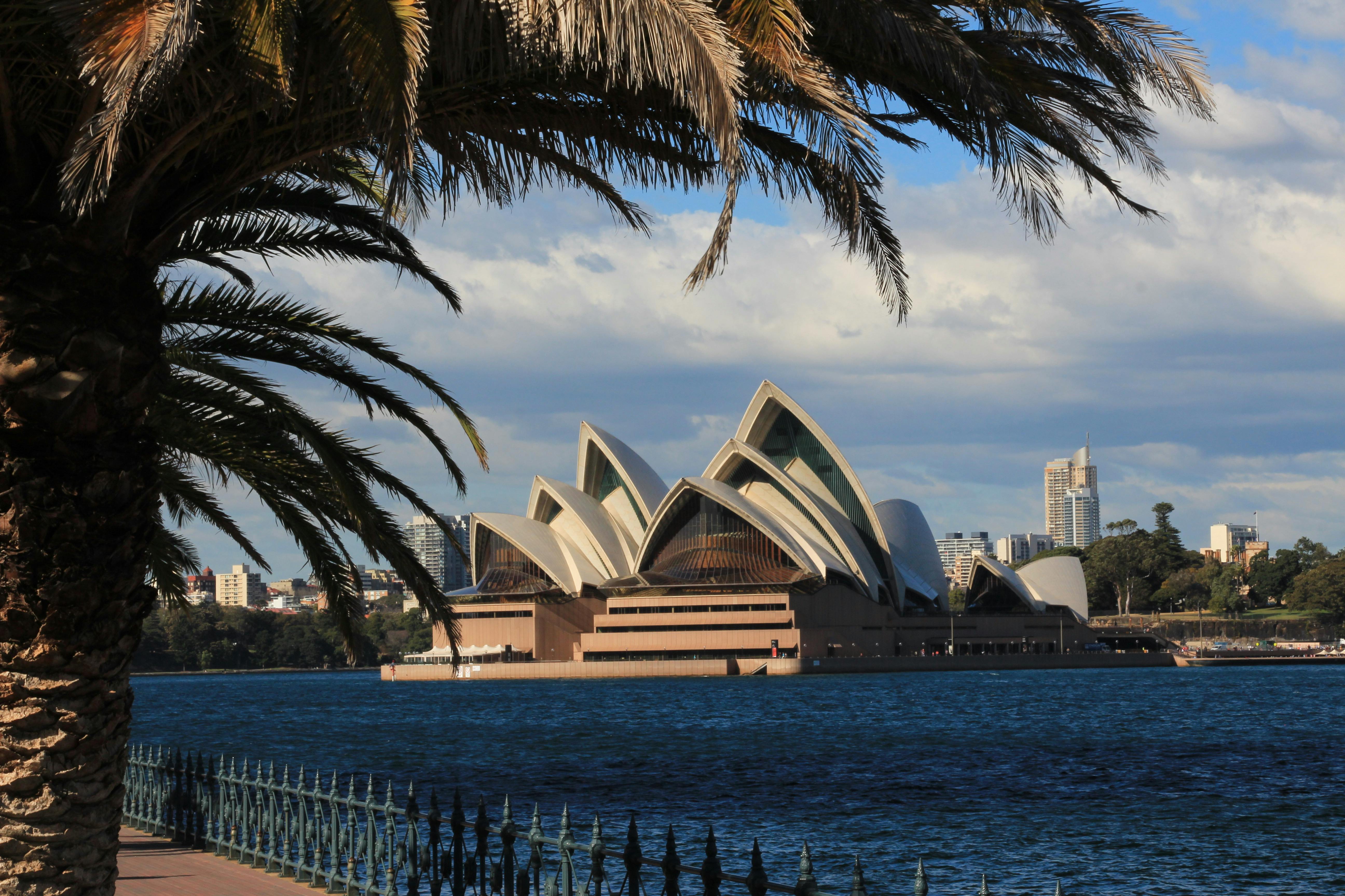 Sydney Opera House framed by palm tree. One of the views on a private Runaway Tours City Sights tour