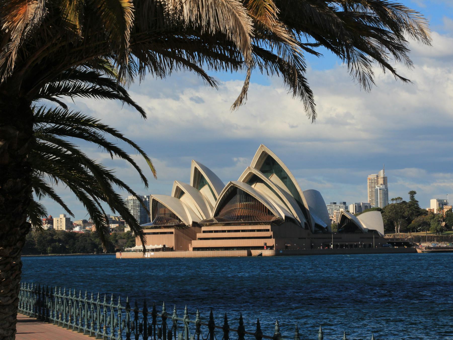 Sydney Opera House framed by palm tree. One of the views on a private Runaway Tours City Sights tour