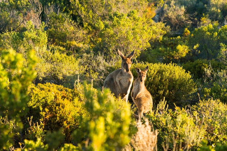 Coffin Bay National Park