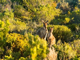 Kangaroos amongst greenery in Coffin Bay National Park