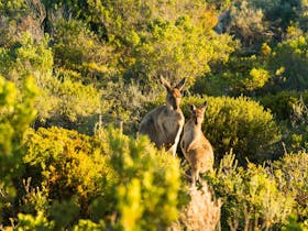 Kangaroos amongst greenery in Coffin Bay National Park