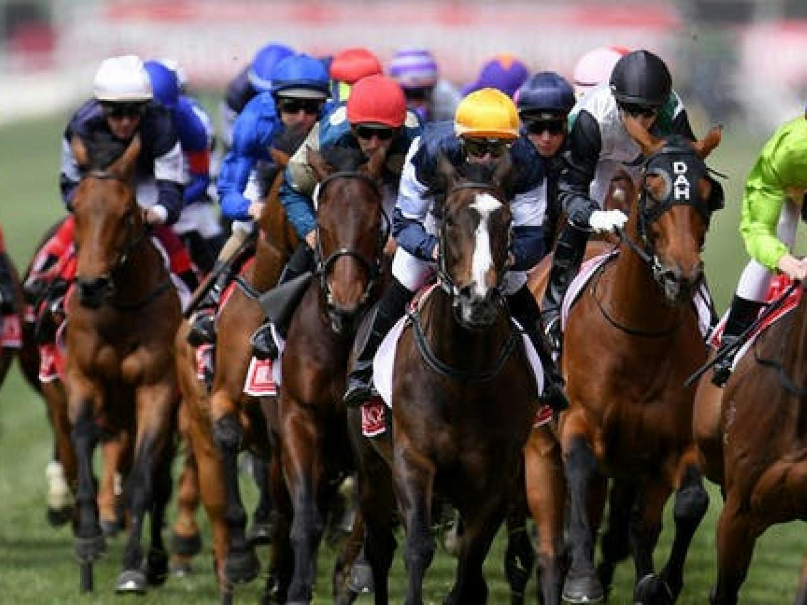 Image for Melbourne Cup Lunch Cruise with Vagabond Cruises