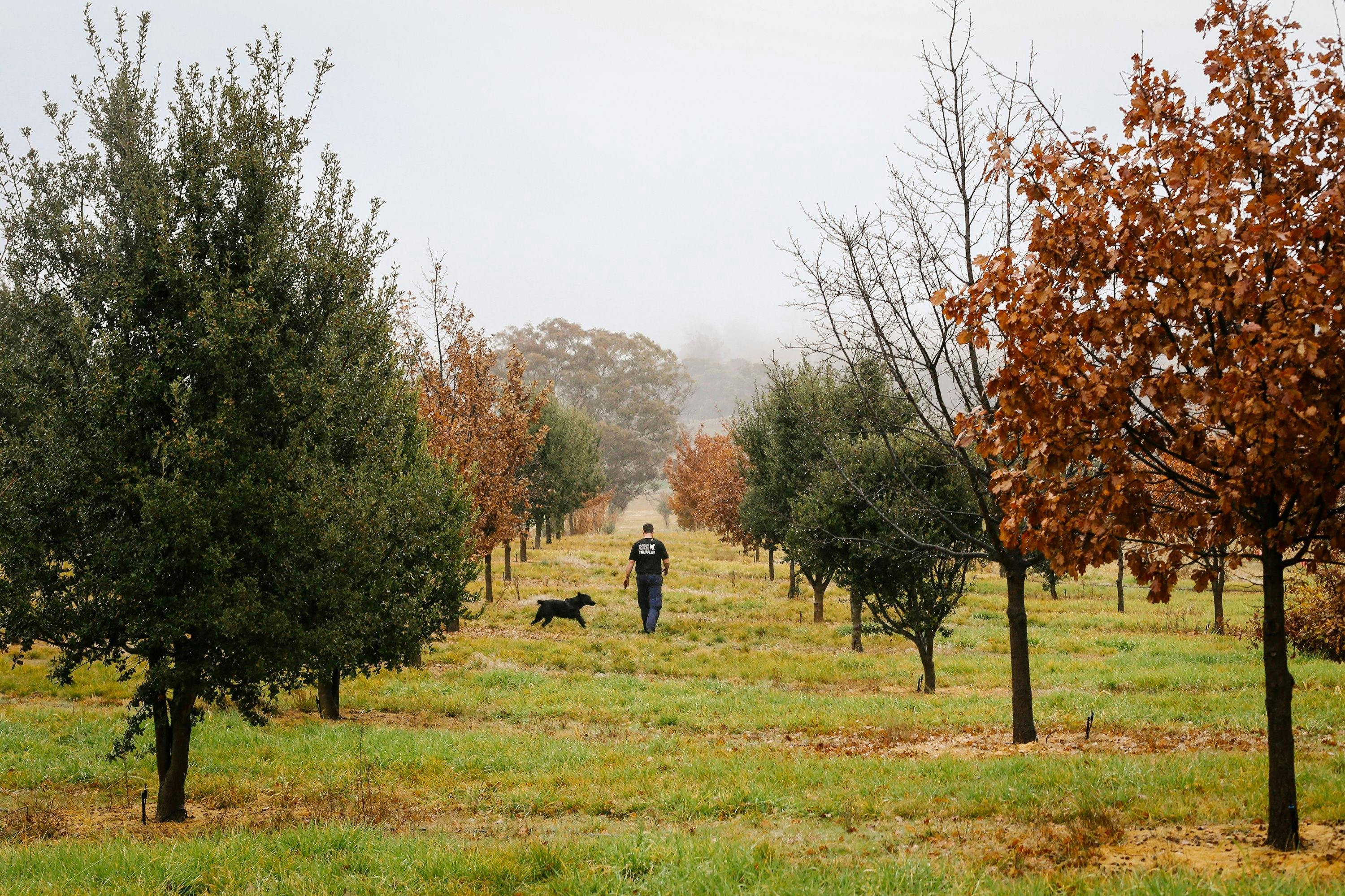 Farmer and his dog amongst misty oak trees