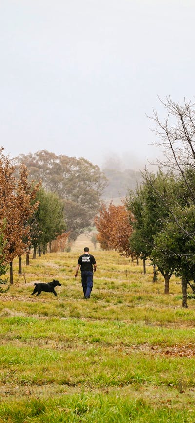 Farmer and his dog amongst misty oak trees