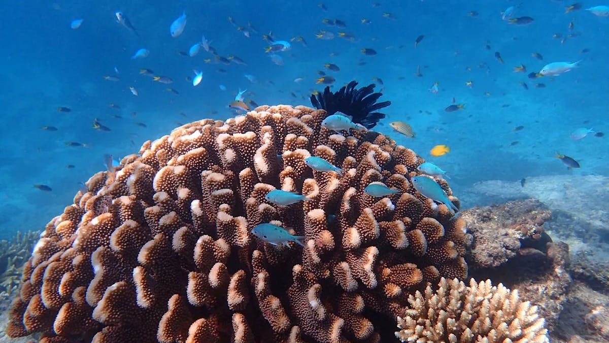 Beaver Reef