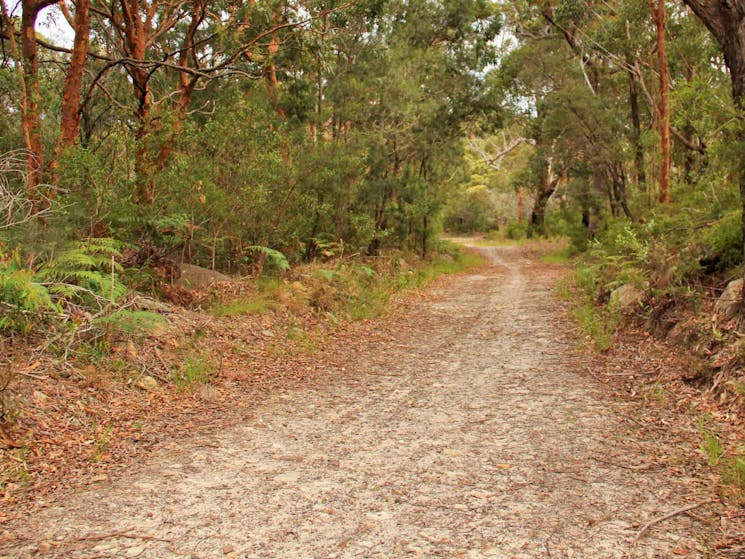 Daleys Point walking track, Bouddi National Park. Photo John Yurasek