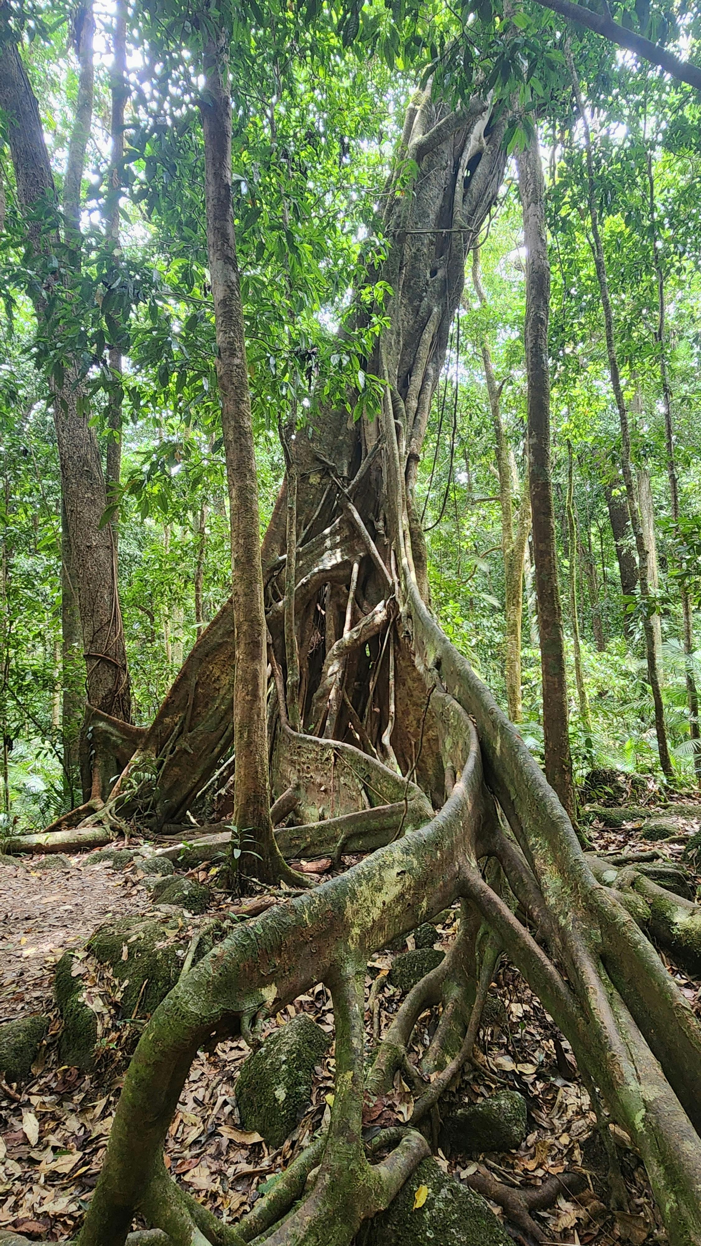 Daintree NP