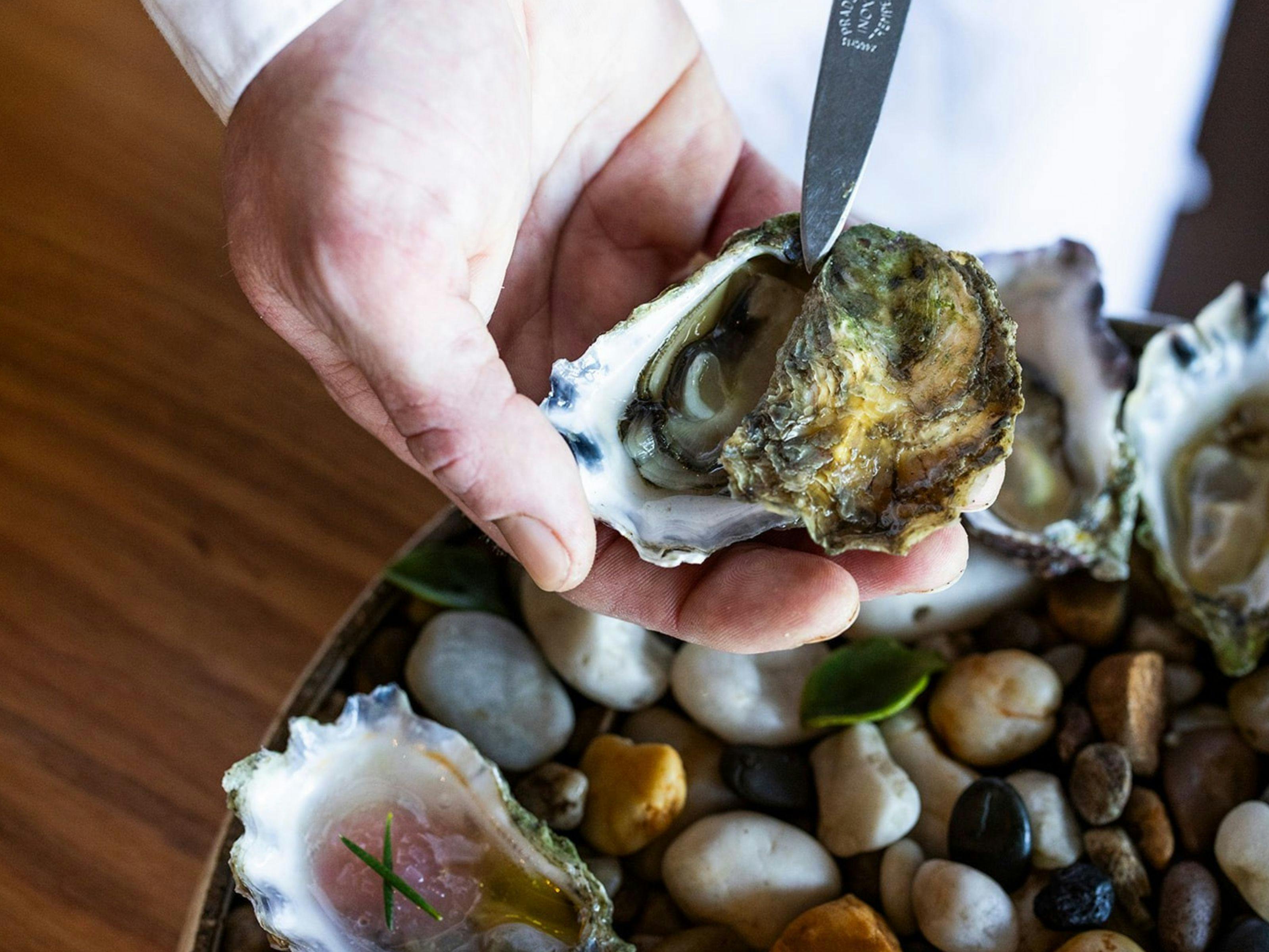 Printhie Wines Chef shucking an oyster whilst holding it in their hand