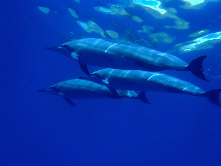 3 bottlenose dolphins