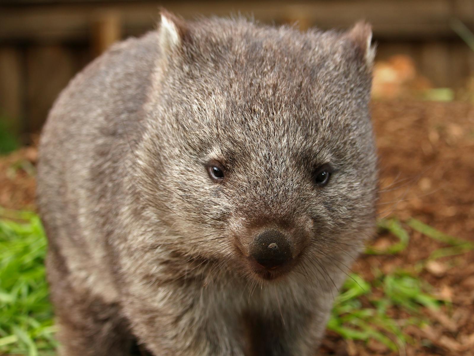 Bare-nosed wombat