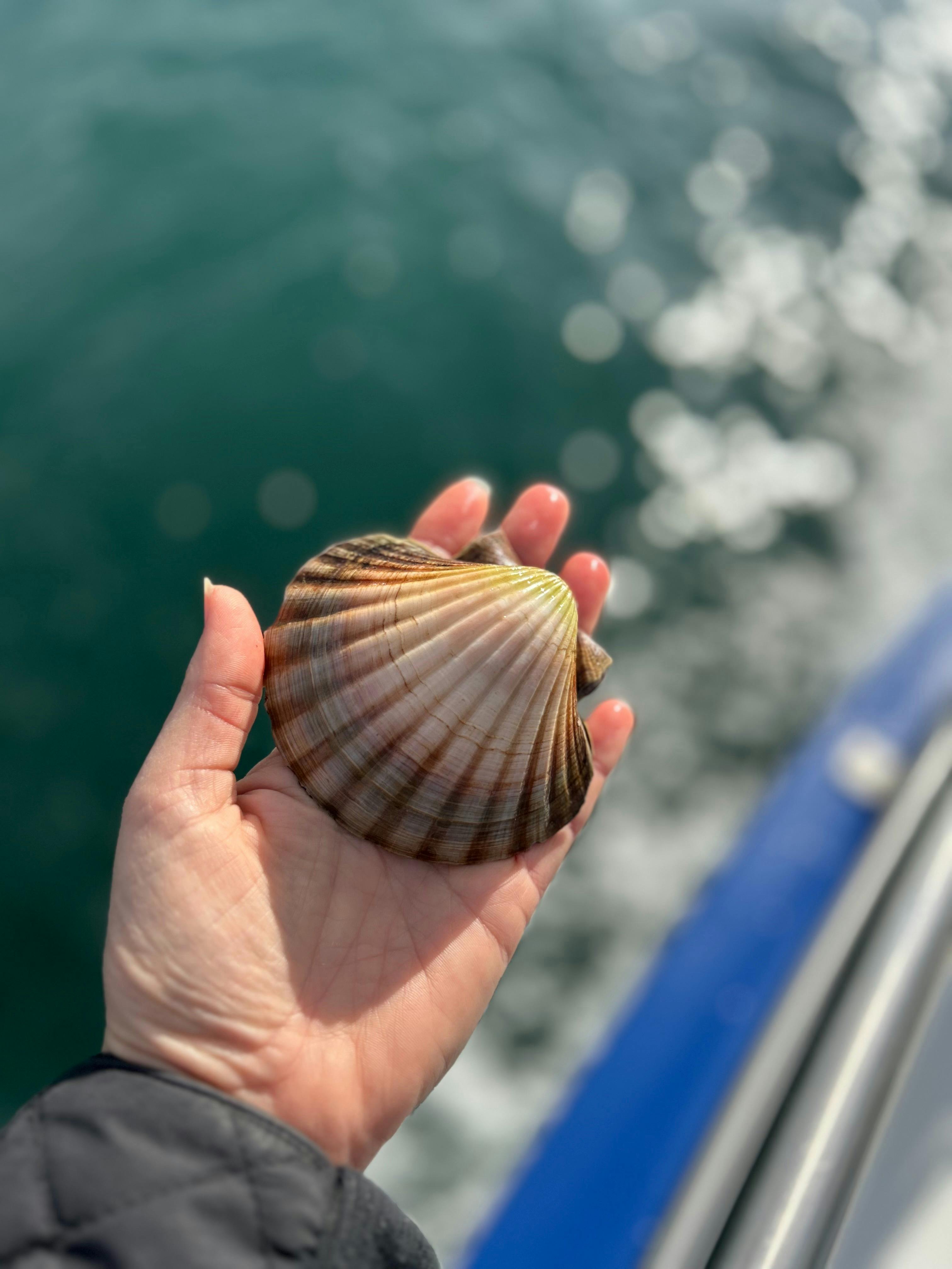 Portarlington Mussel Tours