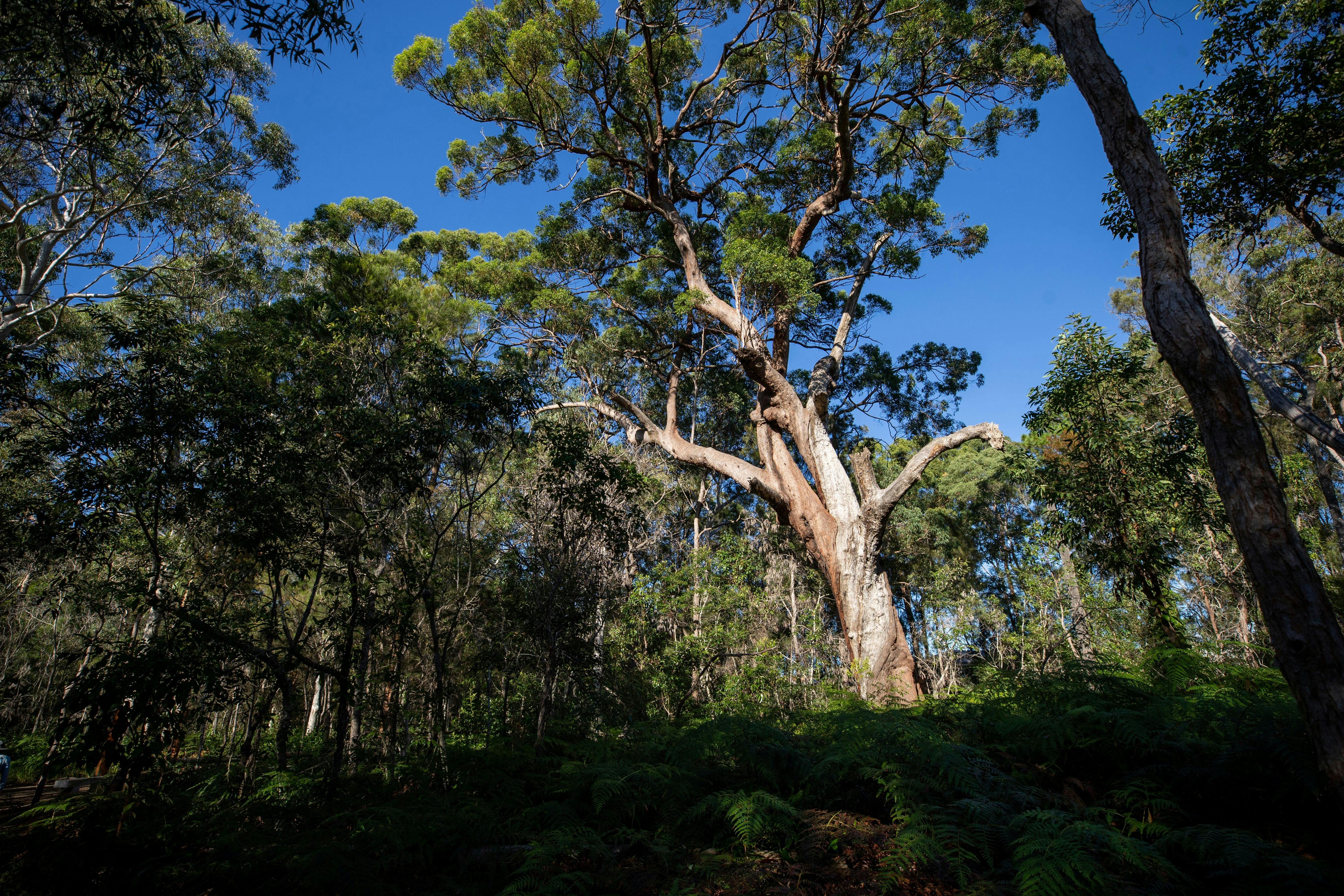 Very tall, old tallowwood tree with rough bark and twisted branches