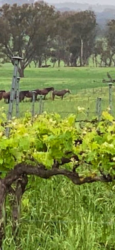 Grape Escapes canberra takes you to local cool climate vineyards of your choice