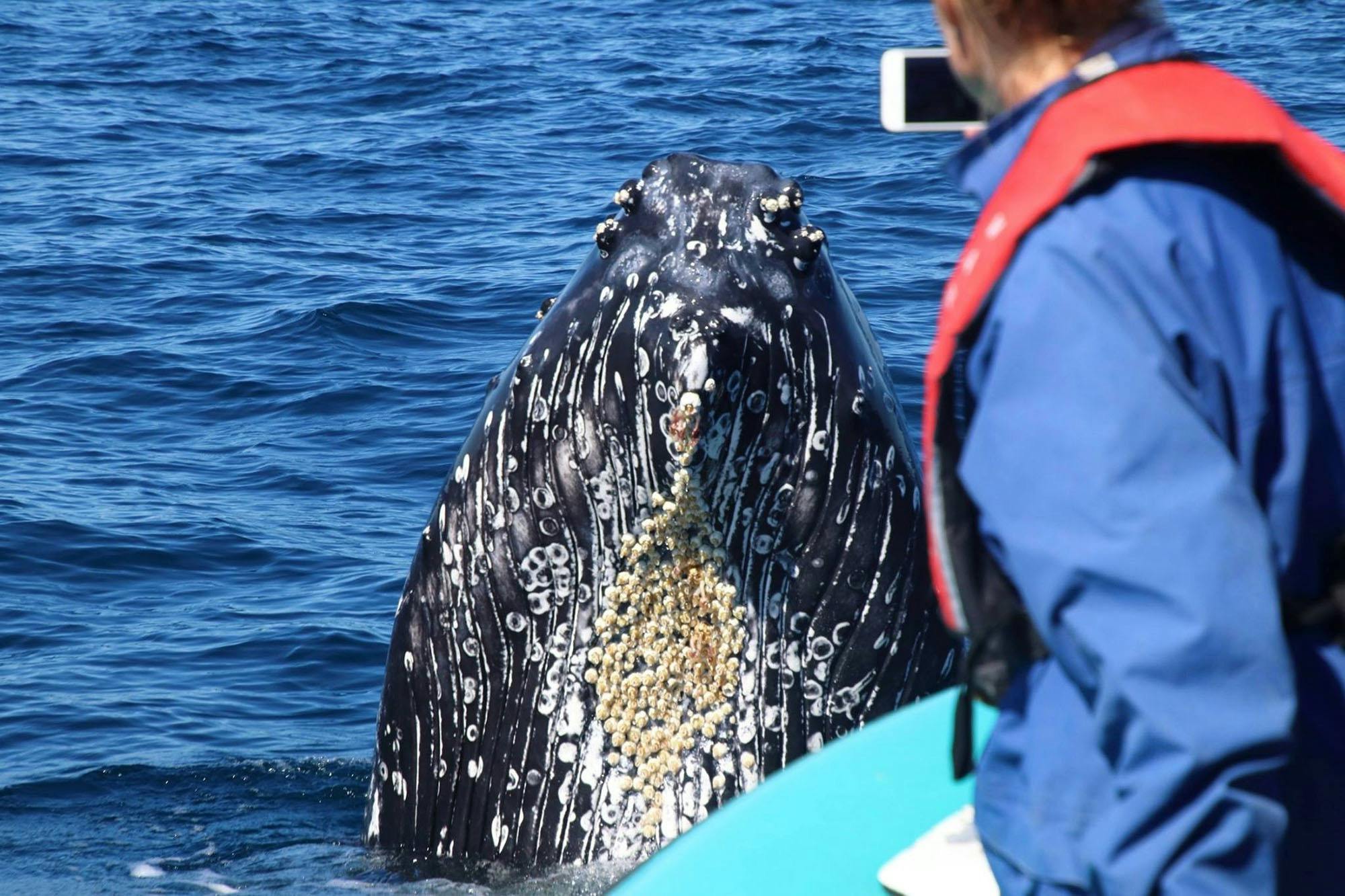 Guest taking a photo of a close humpback whale