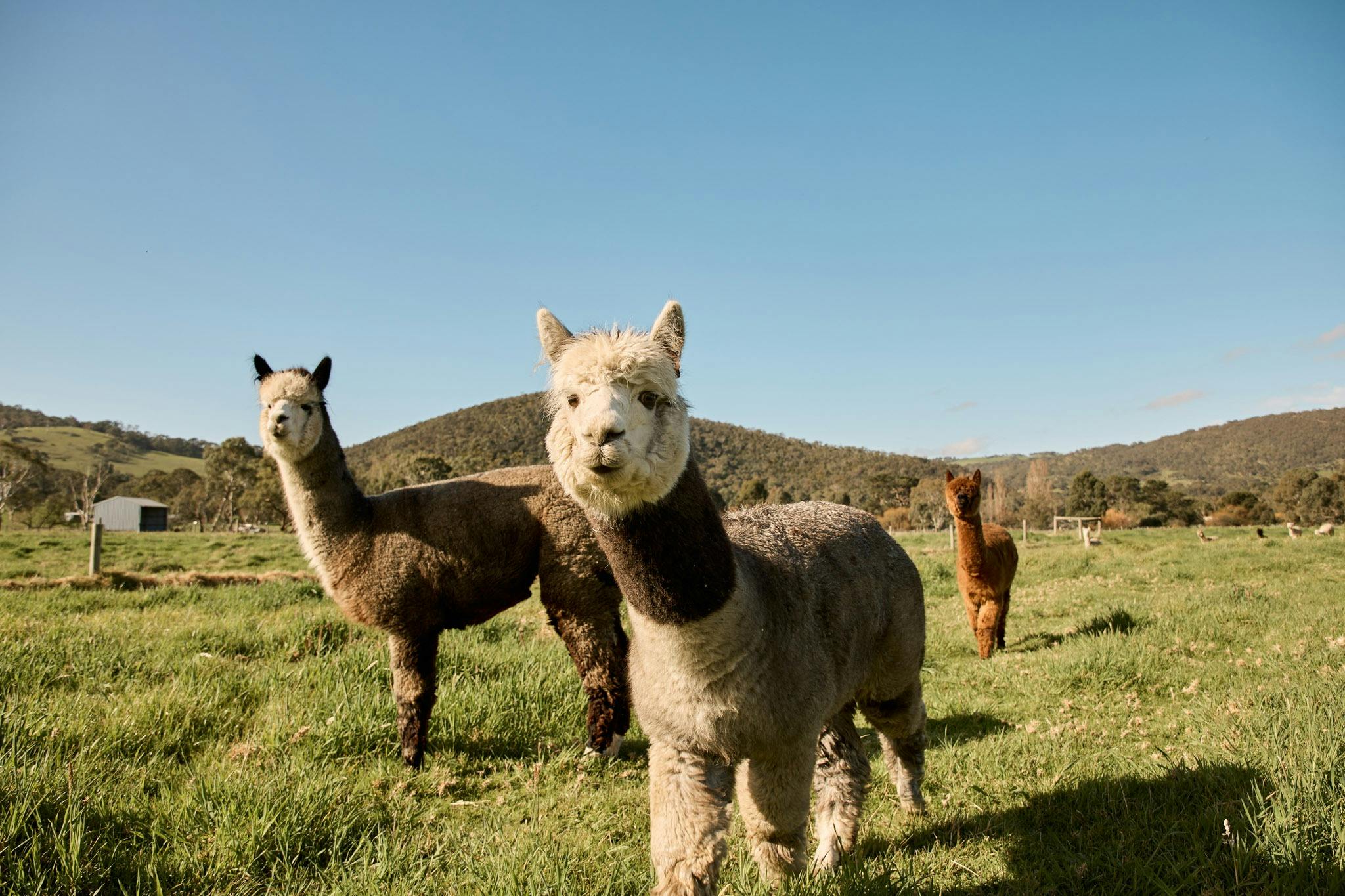 Fleurieu Food Festival