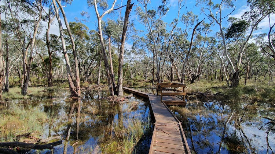 Honan Native Forest and Mint Trail