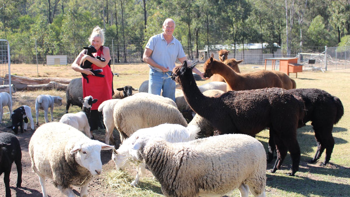 Haigslea EWE-Nique