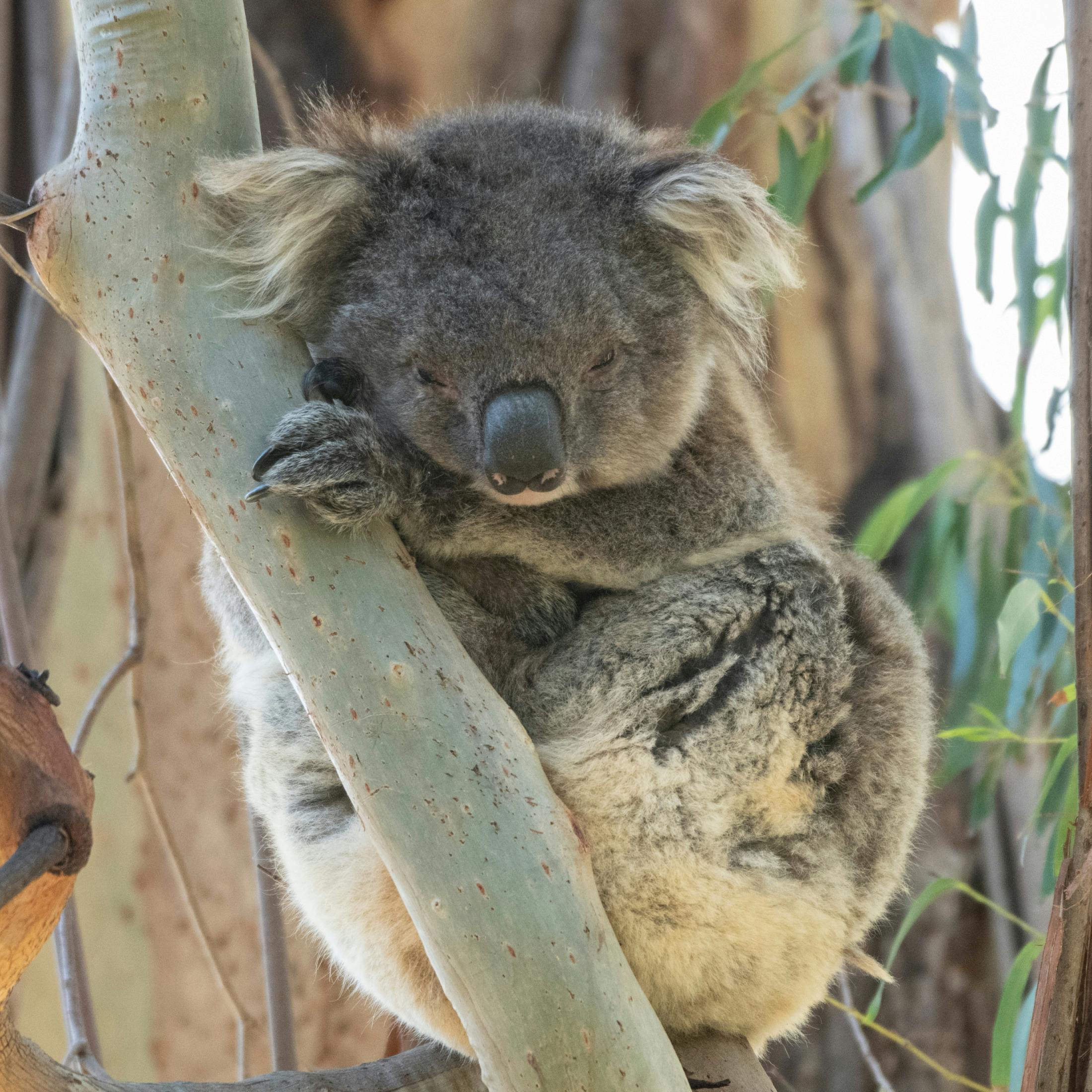 Koala sleeping showing fluffy ears.