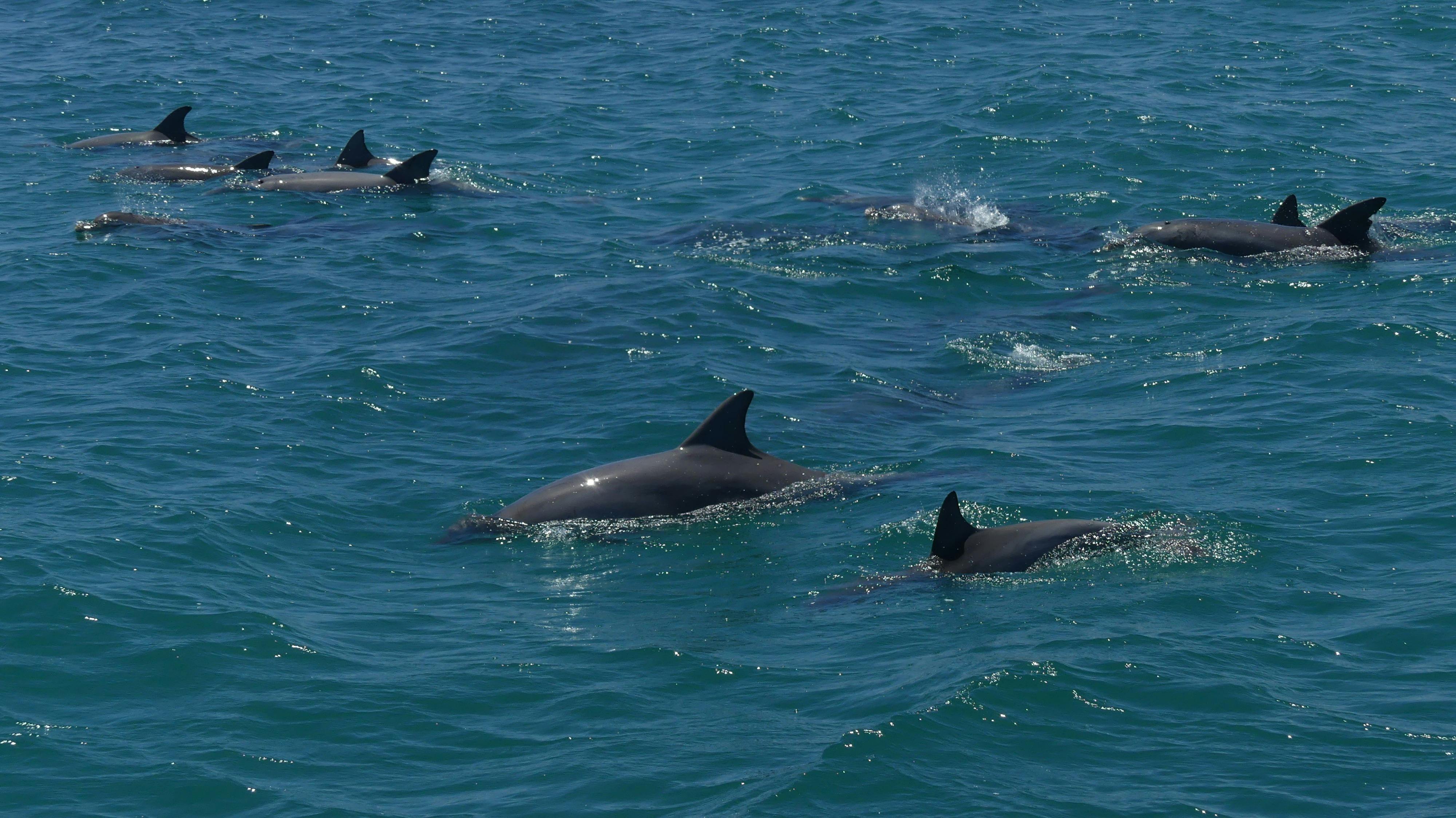 wild dolphins coastal tour