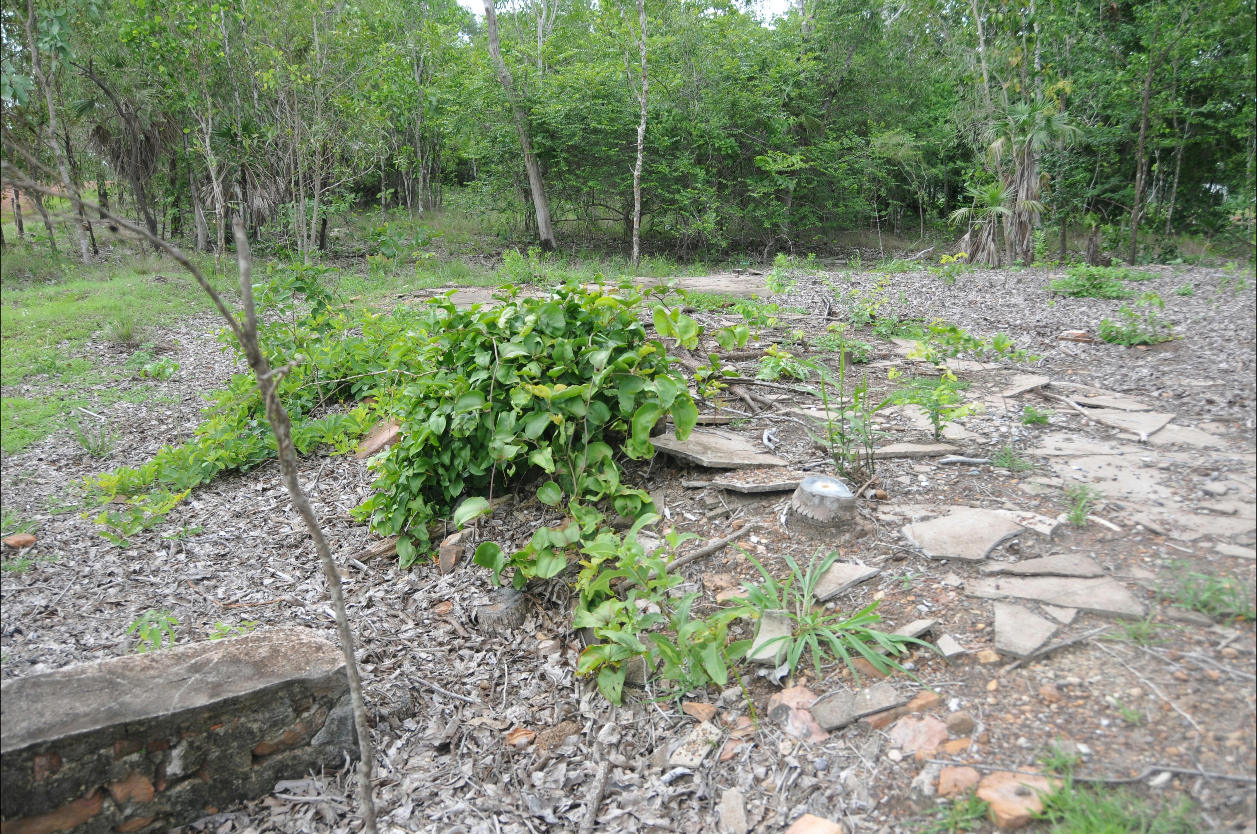 Remnants of Police Station floor slab with trees growing within the site.